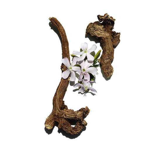 Saponaire-Extrait de saponaire-Saponaria officinalis root extract