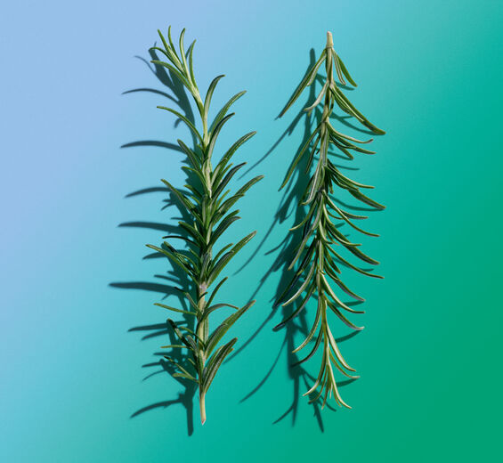 Romarin-Huile essentielle de romarin-Rosmarinus officinalis (rosemary) leaf oil