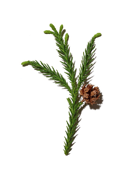 Cryptomeria